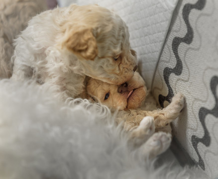 新生犬 狗崽崽
