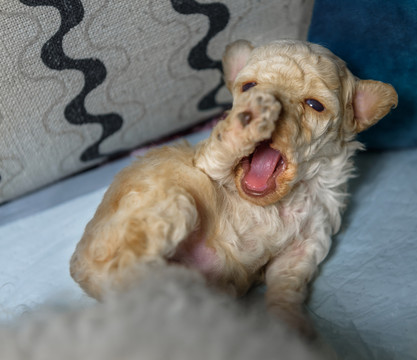 新生犬 狗崽崽
