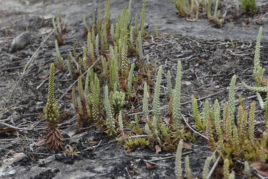 野生多肉植物