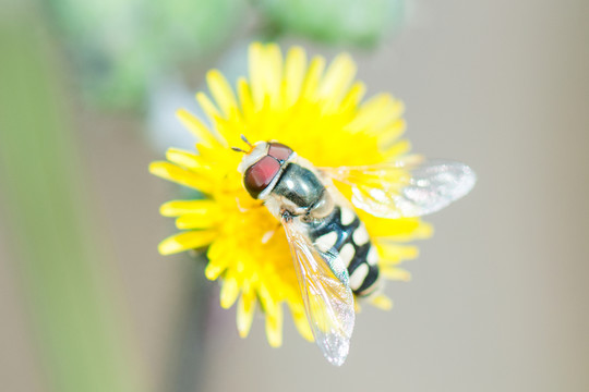 蜜蜂