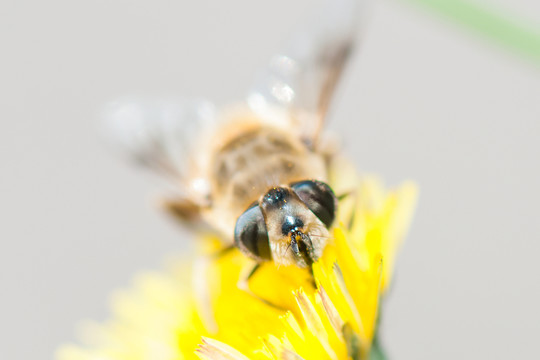 蜜蜂