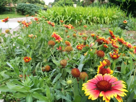 花
