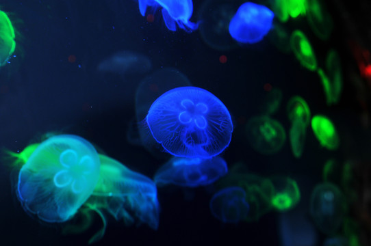 海底風景海洋世界海洋動物
