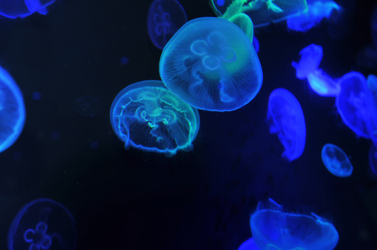 海底風景海洋世界海洋動物