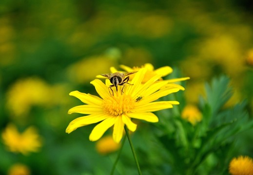 花之戀