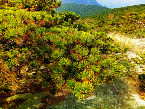 牯牛降黃山松