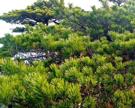 牯牛降黃山松