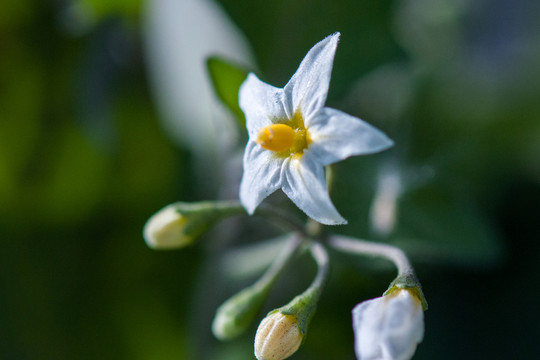 小花