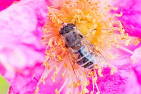 蜜蜂