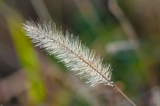 狗尾巴草