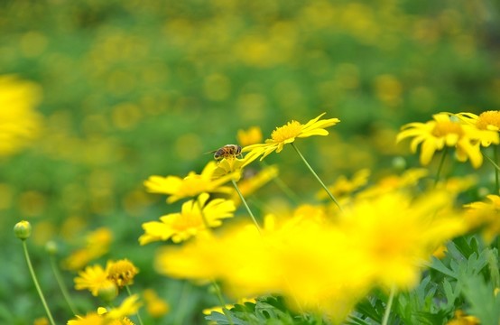 花兒與蜜蜂