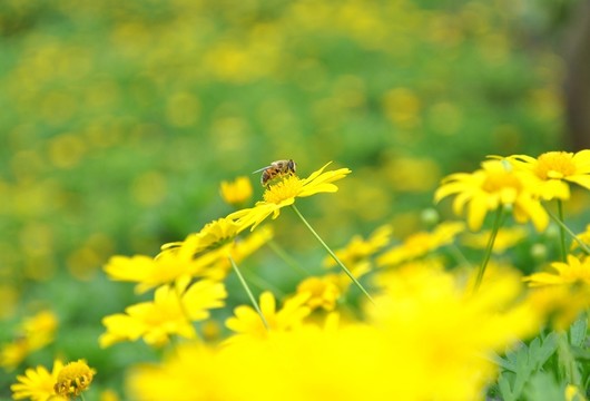 花兒與蜜蜂