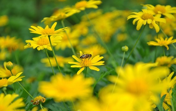 花兒與蜜蜂