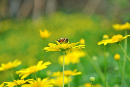 花兒與蜜蜂