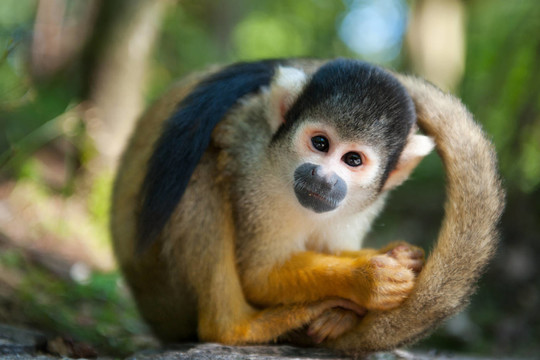 動物