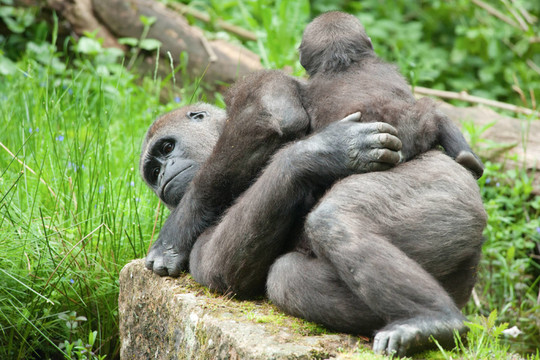 動物