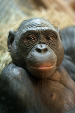 動物