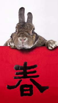 模型