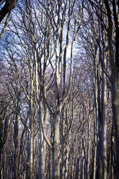 gespensterwald