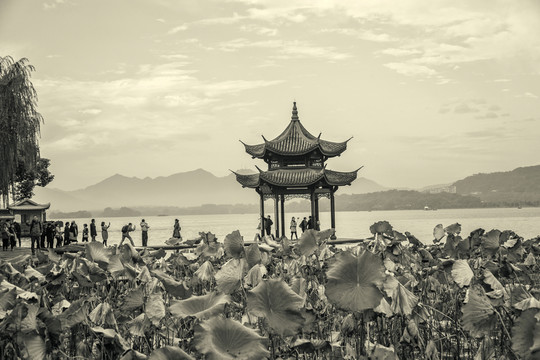 老西湖照片