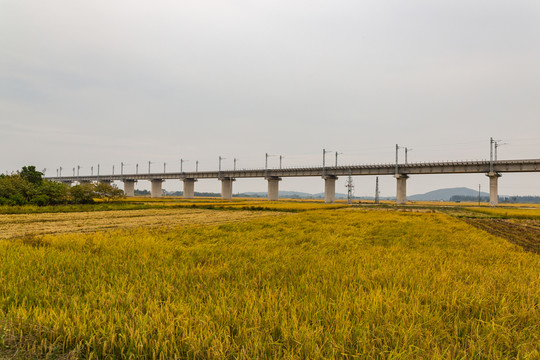 禾田 農(nóng)田 禾 稻田 田野 農(nóng)