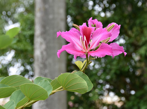 花兒美美