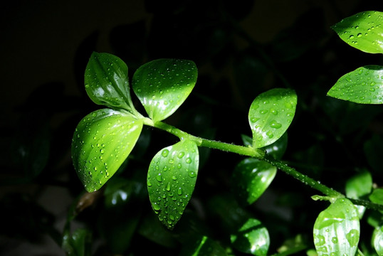 綠葉 白花紫露草