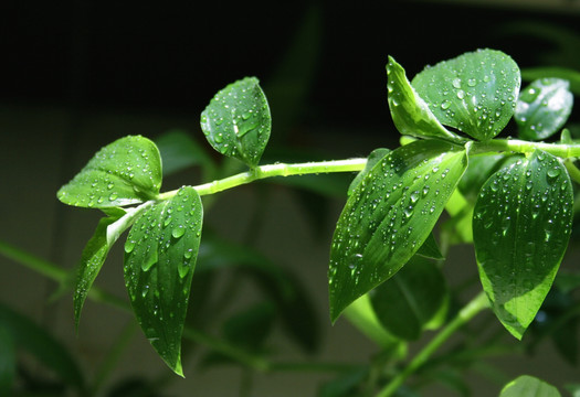 綠葉 白花紫露草