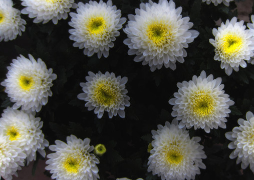 菊花 白色菊花