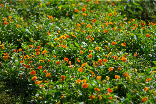 花海主題公園