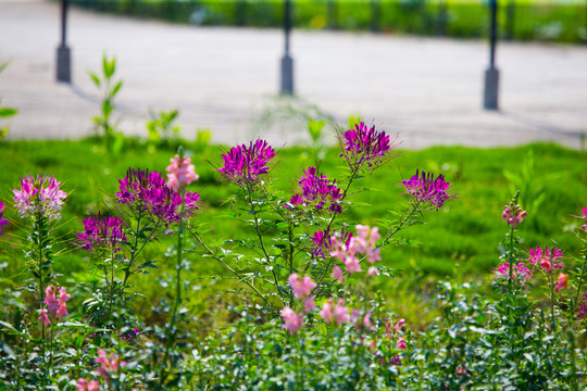 花海主題公園