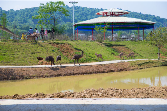 動物園 花海主題樂園