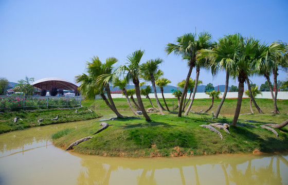 鱷魚湖 椰樹林