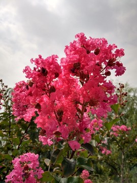 杜鵑花