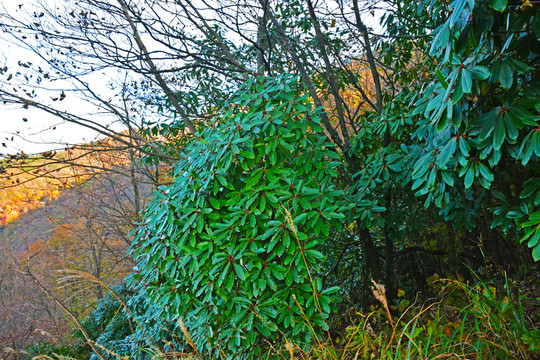 牯牛降西黃山