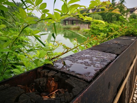 北京木頭與綠葉