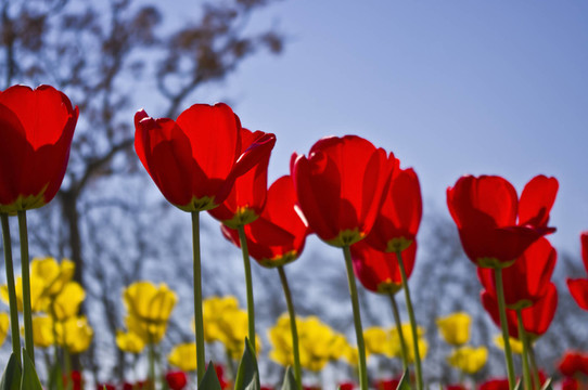 花