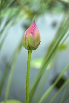 荷花苞