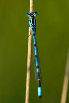 常見的藍(lán)色蜻蜓enallagma cyathigerum