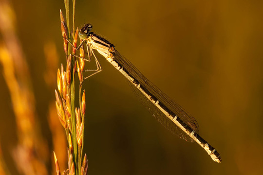 常見的藍(lán)色蜻蜓enallagma cyathigerum