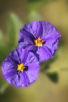龍膽盛開(kāi)