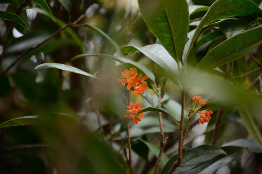 桂花樹 桂花