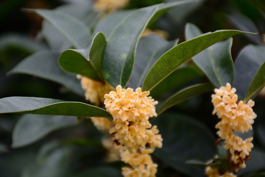 桂花樹 桂花