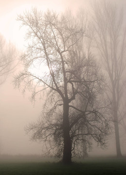 novembernebel