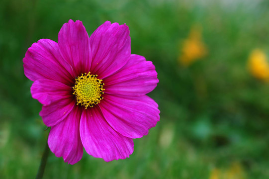 大波斯菊