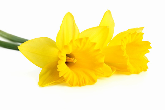 水仙花