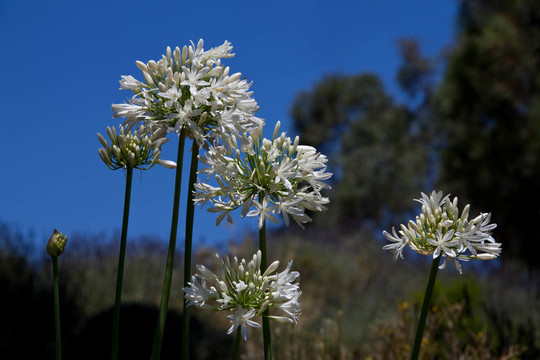 agapanthus 2851