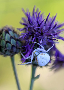 白蟹蜘蛛[misumena vatia]
