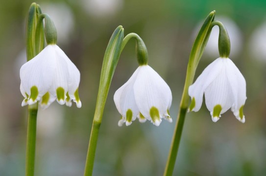 mrzenbecher vernum leucojum
