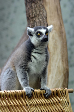 在動物園里的狐猴